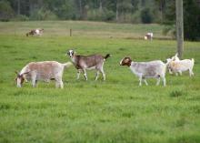 A herd of goats grazes the pasture at Dewayne Smith's farm Oct. 13, 2014 in Greene County, Mississippi. Goats are a niche segment of Mississippi's agriculture industry, grown for meat, milk, hair and 4-H livestock projects. Meat goats alone account for an estimated $986,000 in sales in the state. (Photo by MSU Ag Communications/Kevin Hudson)