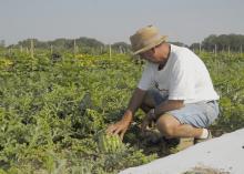 Chickasaw County farmer Doil Moore checks a young watermelon that will be ready before Fourth of July celebrations. (Photo by Linda Breazeale)