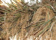 Yields look good so far for Mississippi's rice harvest, which began in mid-August. Reduced yields are expected on rice that was pollinated in the extreme heat of early August. (Photo by MSU Delta Research and Extension Center/Rebekah Ray)