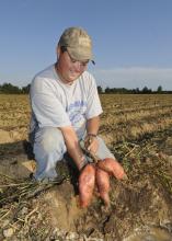 Brad Spencer, of Spencer and Sons Farms in Calhoun County, tests a bed of sweet potatoes near Vardaman Sept. 28 to see if they are ready to harvest. (Photo by Scott Corey)