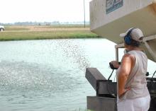 Catfish that are bringing record high prices consume feed, which is also at its highest levels. Sue Kingsbury, now a retired Mississippi State University researcher, is feeding catfish in a pond at the Delta Research and Extension Center in Stoneville. Catfish feed, which is the biggest production expense, has increased 120 percent in the last decade. (File photo by Rebekah Ray)