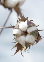 Warm spring weather allowed growers to get into the field early, and Mississippi's 2012 cotton crop is off to an early start. (Photo by MSU Ag Communications/Kat Lawrence)