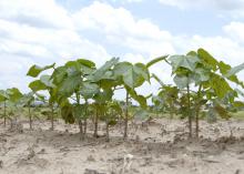 Cotton, such as these plants growing June 4, 2013, on Mississippi State University's R.R. Foil Plant Science Research Facility, is off to a late start in Mississippi. Since Memorial Day, Mississippi growers more than doubled the acreage they had been able to plant in the previous weeks. (Photo by MSU Ag Communications/Kat Lawrence)