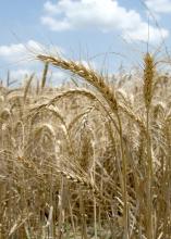 Mississippi producers are harvesting winter wheat, such as this planted at Mississippi State University's R.R. Foil Plant Science Research Facility, later than usual because of the late, wet spring, but overall yields are better than expected. (Photo by MSU Ag Communications/Kat Lawrence)