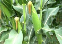 Mississippi's 2013 corn crop is at many different growth stages because of the planting challenges farmers encountered last spring. (Photo from MSU Ag Communications archive)