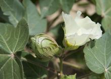 The state's cotton remains two to four weeks behind schedule after rains delayed spring planting. One cotton boll is nearing maturity as another flower blooms on this cotton plant Aug. 23, 2013, on Mississippi State University's R.R. Foil Plant Science Research Center in Starkville. (Photo by MSU Ag Communications/Kat Lawrence)