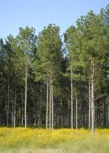 Mississippi's timber industry may see increasing demand for Southern pine lumber as new home construction rates continue to rise. This pine was growing in Monroe County on Sept. 12, 2013. (File photo by MSU Ag Communications/Linda Breazeale)