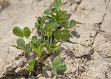 Peanut plants are coming up in this Leflore County field on May 22, 2014. Warm, sunny days at the beginning of the growing season helped Mississippi producers get most of their crop planted by mid-May. (Photo by MSU Ag Communications/Kat Lawrence)