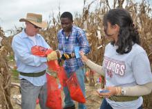 Jack Haynes, a biological science technician with the U.S. Department of Agriculture's Agricultural Research Service, left, works with Mississippi State University graduate students Felix Ogunola of Nigeria and Dafne Oliveira of Brazil as they collect corn samples from an aflatoxin test plot on Sept. 12, 2014, at the Rodney Foil Plant Science Research Center near Starkville, Mississippi. (Photo by MSU Ag Communications/Linda Breazeale)