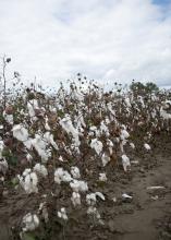 Cotton dislodged from bolls by heavy rains can still be harvested unless it is washed to the ground. This photo was taken Oct. 14, 2014, at the Mississippi State University Rodney Foil Plant Science Research Center in Starkville. (Photo by MSU Ag Communications/Kat Lawrence)