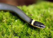 Most snakes in Mississippi, such as this ringneck snake, are nonvenomous and help control rodent and other nuisance wildlife populations. (Photo by iStockphoto)