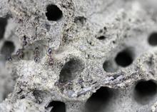 Tunnels -- Fire ant colonies build an intricate maze of tunnels in a mound, both above and below ground. (Photo courtesy of Marina Denny)