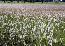 Invasive cogongrass is taking over many Mississippi fields, including these in Clay County. Cogongrass is an exotic plant species from Asia that has aggressively expanded its range in the Southeastern United States and is difficult to control. (Photo courtesy of Rocky Lemus)