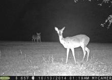 Cutaneous fibromas, commonly called deer warts, do not affect the quality of a deer's meat, but can look quite gruesome. (Photo by MSU Extension Service/Bronson Strickland)