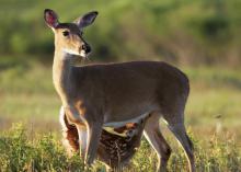 Growing fawns costs mother does a lot of energy, and providing milk for the young deer requires does to consume a lot of high-quality food to produce the right amounts of milk. (Photo by iStock)