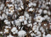 Defoliated cotton plants are ready for harvest.