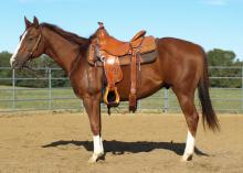 The side view of a bridled and saddled brown horse inside a corral.