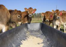 Jersey cows huddle outside the Joe Bearden Dairy Research Center in Sessums, Mississippi in February. Primarily due to a lower number of dairy cows, the state’s milk production in the first quarter of 2017 was down from the previous year. (Photo by MSU Extension/Kevin Hudson)