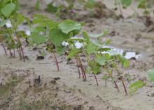 Cotton across the state has been struggling with excess rainfall but remains in good shape at this point in the season. This cotton was growing in a saturated field June 22, 2017, at Mississippi State University in Starkville. (Photo by MSU Extension Service/Kevin Hudson)