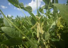 Producers planted much of Mississippi’s soybean crop early, allowing it to avoid many late-season threats from diseases and insects. These soybeans were growing July 25, 2017, on the Mississippi State University R.R. Foil Plant Science Research Center in Starkville, Mississippi. (Photo by MSU Extension Service/Kevin Hudson)