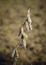 Photo shows mature, dried soybean pods hanging against a brown, natural background.