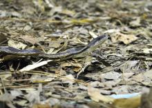 Grey rat snakes, such as this one, are commonly seen here in Mississippi. They are not venomous and generally would prefer to be left alone. (Photo by MSU Extension Service/Evan O’Donnell)