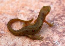 Newts are common inhabitants of small, woodland ponds, especially when no fish are present. (Photo by MSU Extension Service/Wes Neal)