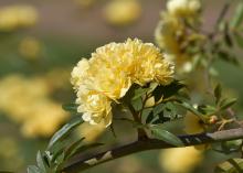 Although common in Southern landscapes, the Lady Banks rose dates back to the late 1790s and came from China. (Photo by MSU Extension/Gary Bachman)