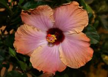 The dark green and glossy foliage of tropical hibiscus such as this Cajun Rum Runner provides a nice background for the colorful blooms. (Photo by MSU Extension/Gary Bachman)