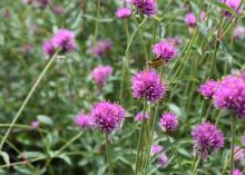 The hot-pink flowers of Fireworks gomphrenas have little, yellow tips that capture the essence of a celebratory explosion. (Photo by MSU Extension/Gary Bachman)