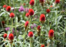 The flower heads of Strawberry Fields gomphrenas resemble blazing fireballs bobbing gently on sturdy stems. (Photo by MSU Extension/Gary Bachman)