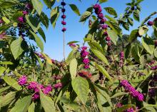 American beautyberry, a native shrub with tiny flowers and prolific berries, is excellent in home landscapes.