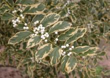 The foliage of the American Beautyberry Duet is variegated, and the plant produces small, white berries. (Photo by MSU Extension/Gary Bachman)