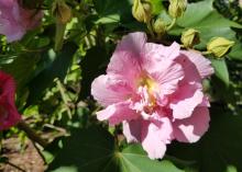 Confederate rose is an heirloom plant that blooms prolifically in late summer and fall.