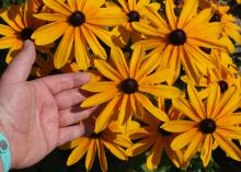 A man’s hand reaches into a bouquet of bright yellow flowers.