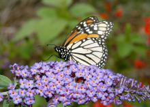 An orange and white Monarch butterfly rests on small purple flowers.