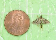  A tiny brown moth sits beside a penny for scale.