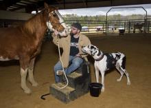 Man seated on a step stool in an arena looks at a horse while a large dog watches cautiously.