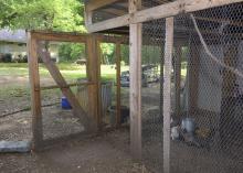 The door stands open on a poultry pen wrapped in chicken wire.