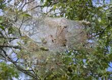 Spun sheets of silk form tents in the branches of a tree, with the caterpillars inside.