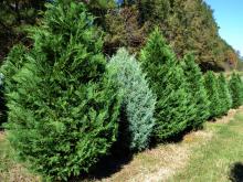 A row of Christmas trees in varying shades of green starts in the foreground and extends into the distance.