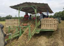 A covered trailer in a field with six workers sorting sweet potatoes into large, wooden crates along the trailer’s edges.