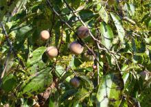 Several ripe persimmons hang from tree branches surrounded by green leaves.