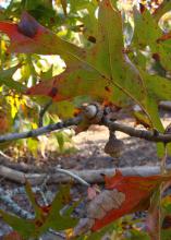 Close up view of a small limb with two acorns and multicolored leaves in a part-sunny, part-shady location.