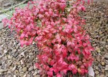 A small bush with bright red leaves contrasts against a rock-filled garden.