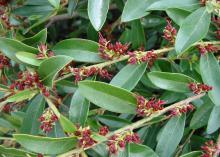 Small red berries and green leaves line a distylium branch.