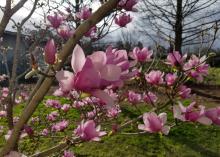 Saucer magnolias bloom before the leaves emerge, making their huge flowers the main attraction. (Photo by MSU Extension/Gary Bachman)