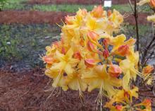 A cluster of yellow and orange honeysuckles hovers above a clump of pine straw.