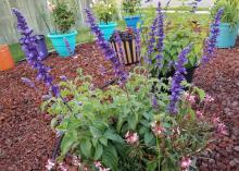 Several stems covered in purple flowers stand above green foliage.