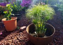 A short papyrus plant grows in a metal cauldron. 